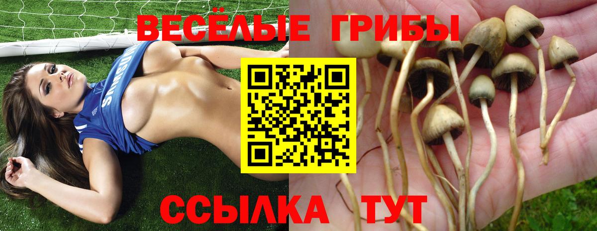 Галлюциногенные грибы Psilocybine cubensis Сосновоборск